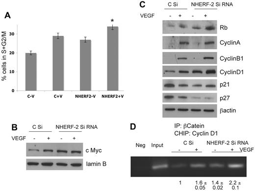 Figure 3. NHERF-2 regulates cell cycle in ECs. HUVECs transfected with control-scrambled or NHERF-2 siRNA were synchronized and treated with or without VEGF 10 ng/mL for 20 hours and then subjected to (A) PI staining for cell-cycle determination, percentage of S+G2/M phase population was calculated from 30 000 cells of each group (n = 3); or (B) nuclear lysates were collected and subjected to Western blot analysis with the use of c-Myc Ab and lamin B as control (n = 3); or (C) whole-cell lysates collected and subjected to Western blot analysis with Abs against pRb, Cyclin A, Cyclin B1, Cyclin D1, p21, p27 (N = 3). (D) HUVECs transfected with control-scrambled or NHERF-2 siRNA were synchronized and treated with or without VEGF 10 ng/mL for 12 hours and then cross-linked chromatin-protein complexes were isolated with βCat Ab as well as control immunoglobulin (Neg). After reverse cross-linking, DNA fragments were isolated, and the cyclin D1 promoter was amplified by PCR with the use of promoter-specific primers and run on a 2% agarose gel. The Input sample represents 5% of total chromatin DNA. Representative gel is shown with band intensities normalized with respect to control siRNA-transfected cells without VEGF (n = 3). When applicable, statistical significance was determined with 2-sided Student t test, and a value of P < .05 was considered significant.