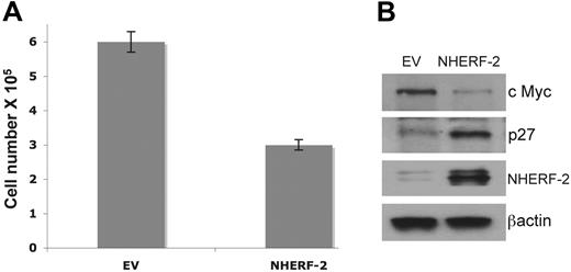 Figure 4. Overexpression of NHERF-2 arrests cell proliferation. HUVECs were transfected with 2 μg of EV or NHERF-2 plasmid with the use of nucleofection for 48 hours. Next, equal number of trypsinized cells were plated in triplicate in 6-well plates and after 24 hours were either (A) counted with trypan blue dye or (B) lysed and subjected to Western blot analysis with the use of Abs against c Myc, NHERF-2, p27, and β actin. Statistical significance was determined with 2-sided Student t test, and a value of P < .05 was considered significant.