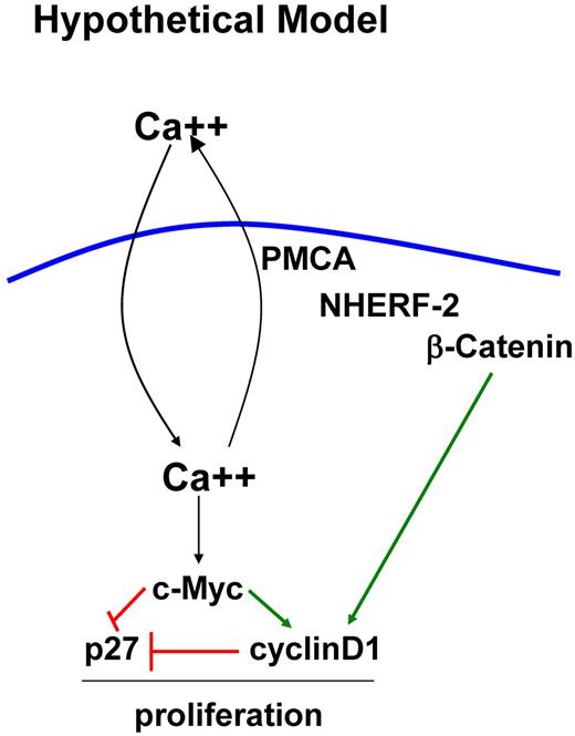 Figure 6. Schematic illustration of a hypothetical model of interactions of NHERF-2 in the ECs. In NHERF-2–silenced cells, loss of interaction with NHERF-2 inhibits PMCA localization and activation and increases free βCat. Thus, PMCA cannot pump calcium out, resulting in increased cytosolic Ca2+ that can induce c-Myc, which can then repress the p27 promoter and induce expression of cyclin D1. Cyclin D1 also sequesters and inhibits p27. Furthermore, c-Myc also induces expression of Cullin 1 and cyclin-dependent kinase subunit 1B, which are involved in p27 proteolysis. Free βCat also increases expression of cyclin D1 by binding to its promoter, all of which result in increased proliferation in NHERF-2–silenced cells.
