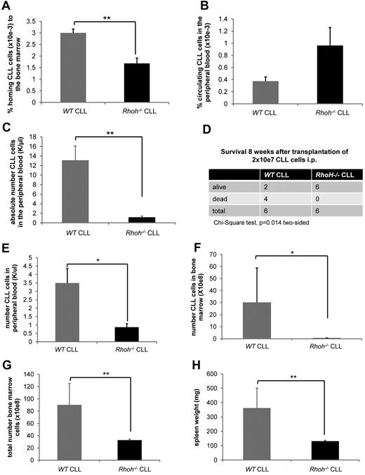Figure 1. Reduced BM homing of Eμ-TCL1Tg;Rhoh−/−CLL cells. (A) The number of CD3−/CD5+/IgM+CLL cells was determined by flow cytometry and the ratio of CLL cells detected in the BM to number of injected CLL cells was calculated. (B) The ratio of CLL cells detected in the PB to number of injected CLL cells was calculated. (A-B) Data show mean ± SEM of CLL cells homing to the BM and circulating in the PB 16 hours after injection of 20 to 25 × 106 CLL cells (WT versus Rhoh−/−, mean ± SEM, **P = .004 and P = .2, Mann-Whitney U (MWU) test, n = 6 recipients). (C) The number of CD3−/CD5+ CLL cells was determined in the PB of recipients by flow cytometry. Data show mean ± SEM of CLL cells circulating in the PB 4 weeks after transplantation of 2 × 107 CLL cells (WT versus Rhoh−/−, mean ± SEM, **P = .004, MWU test, n = 6 recipients/group). (D) Comparison of survival of Rag2−/−/IL2γ−/− recipients 8 weeks after transplantation. (E) Data show mean ± SEM of CD3−/CD5+ CLL cells circulating in the PB 3 weeks after transplantation as assessed by flow cytometry (WT versus Rhoh−/−, mean ± SEM, *P < .05, MWU test, n = 6 recipients/group). (F) Bars indicate mean ± SEM of total BM cells 3 weeks after transplantation (WT versus Rhoh−/−, mean ± SEM, *P < .05, MWU test, n = 6 recipients/group) and (G) CLL cells present in the BM (WT versus Rhoh−/−, mean ± SEM, *P < .05, MWU test, n = 6 recipients/group). (H) Data show mean ± SEM of spleen weights in recipients 3 weeks after transplantation (WT versus Rhoh−/−, mean ± SEM, *P < .05, MWU test, n = 6 recipients/group).