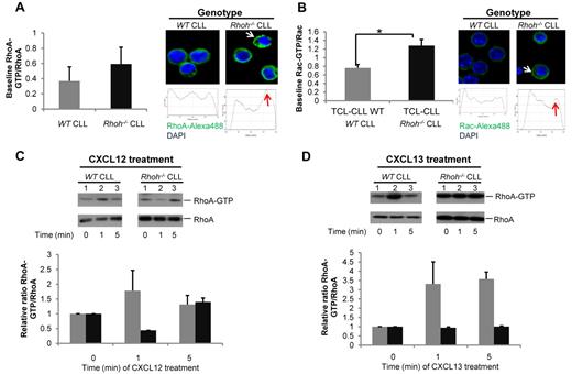 Figure 4. Increased RhoA and Rac activity and dyregulated RhoA activation after stimulation with CXCL12 and CXCL13 in Eμ-TCL1Tg;Rhoh−/−CLL cells. (A) RhoA and (B) Rac activity determined by pull-down assays in WT versus Rhoh−/−CLL samples (WT versus Rhoh−/−CLL; mean ± SEM, *P < .05, Student t test, n = 3). Representative photomicrographs showing immunofluorescence staining and membrane localization of (A) RhoA (green), (B) Rac (green), and DAPI stained nuclei (blue) in fixed WT and Rhoh−/−CLL cells. Representative dot plot analysis of RhoA and Rac distribution randomly selected from 3 to 4 microscopic fields at 600× magnification are exhibited and show increased membrane localization as indicated by arrowheads in Rhoh−/−cells. Primary WT and Rhoh−/−CLL cells were analyzed for activated and total RhoA protein after (C) CXCL12 and (D) CXCL13 stimulation. Top panels: activated (GTP-bound) RhoA; bottom panels: total RhoA protein. Bar graphs depict the relative ratio of GTP-bound to total protein obtained by densitometric measurement of the respective bands in blots of 2 independent experiments. These ratios were normalized to the unstimulated condition and indicate the fold increase after chemokine stimulation (gray bars: WTCLL vs black bars: Rhoh−/−CLL; mean ± SEM).
