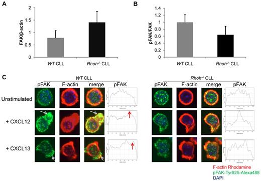 Figure 5. Impaired and less polarized recruitment of phospho-FAK-Tyr925 to membrane ruffles in Eμ-TCL1Tg;Rhoh−/−CLL cells after chemokine stimulation. (A) Total FAK and (B) phospho-FAK expression determined by immunoblot in WT versus Rhoh−/−CLL samples (WT versus Rhoh−/−CLL; mean ± SEM, n = 3). (C) Primary murine CLL cells were stained for pFAK-Tyr925 (green), F-actin (rhodamine-phalloidin, red), and nuclear DAPI (blue). Merged confocal photomicrographs are also shown, all 600× magnification. On the right representative dot plots of pFAK-Tyr925 distribution pattern in CLL cells selected from 3 to 4 microscopic fields at 600× magnification. Arrowheads indicate accumulation of pFAK-Tyr925 in a polarized fashion in CXCL12 or CXCL13 stimulated WTCLL cells (representative of 2 independent experiments).