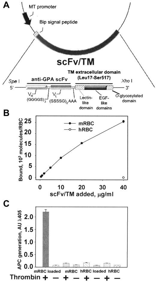 Figure 1. Molecular design, binding, and APC-generating activities of scFv/TM. (A) Schematic diagram describing the cloning strategy for the fusion construct scFv/TM. The final construct contains a triple FLAG tag at the C-terminus introduced for purification (not shown). (B) Binding of 125I-scFv/TM to mouse RBCs after 1-hour incubation with a 1% suspension of washed RBCs and removal of free protein (precoating). Open circle in bottom right corner represents binding to human RBCs to control for specificity. (C) In vitro generation of APC by thrombin is stimulated by mouse RBCs preloaded with scFv/TM. Human RBCs preloaded with scFv/TM and unloaded mouse RBCs serve as negative controls. Unless indicated otherwise, data in this and figures that follow are shown as mean ± SEM (n = 3). Please note that deviation bars are often too small to be evident.