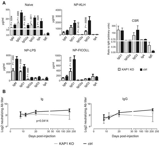 Figure 2. Defective immune responses in B-lymphoid KAP1-deficient mice. (A) ELISA detecting total Ig was performed on CD19-Cre/Kap1flox (KAP1 KO) and littermate wt/Kap1flox control (ctrl) mouse sera either at steady-state (top left panel, naive) or 21 days after immunization with the indicated agents (middle and bottom panels). Right panel, CSR calculated as the ratio between the amount of indicated isotype and IgM in mice injected with NP-KLH or NP-LPS and alum. Average and SEM are shown (n ≥ 4). P values are by 1-tailed Mann-Whitney test. (B) Serum titers of neutralizing total Ig and IgG from CD19-Cre/Kap1flox (KAP1 KO) and littermate wt/Kap1flox control (ctrl) mice injected with rAD/VSV-G. Sera were analyzed at days 8, 12, 20, and 210. Mean and SEM are shown (n = 4). P values are by 2-way ANOVA test; only significant P values are depicted. Also see supplemental Figure 2.