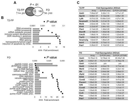 Figure 3. Transcriptome analyses of B-lymphoid KAP1-deficient splenocytes. (A) Number of genes dysregulated in T2-FP and FO Kap1-deleted cells compared with controls. Up arrow indicates the number of up-regulated genes; down arrow, number of down-regulated genes. (B) DAVID bioinformatics database analysis of dysregulated genes. Gene Ontology biological process classes of genes enriched in the dysregulated gene lists for T2-FP (top panel) and FO (bottom panel) KAP1-deficient cells. The fold enrichment and P values are shown. DDR indicates DNA-damage response; intrac, intracellular; metab, metabolic; proc., process; resp, response; biosynth, biosynthetic; rns, ribonucleoside; ns, nucleoside; and 3P, triphosphate. (C) The fold dysregulation of the depicted genes as assessed by array, Q-PCR on RNA extracted from C57/bl6-129sv CD19-Cre/Kap1flox–deficient and littermate wt/Kap1flox controls (Q-PCR mix) and Q-PCR on RNA extracted from C57/bl6 CD19-Cre/Kap1flox–deficient and CD19-Cre/Kap1wt controls (Q-PCR C57/bl6). Averages ± SD are shown (n = 3). Top panel shows the T2-FP population; bottom panel, FO population. p/a indicates present in Kap1-deleted and absent in control samples. Also see supplemental Figure 3 and supplemental Table 1.