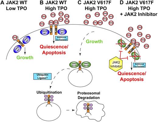 MPL expression and localization is modulated by wild-type or mutant JAK2 with differing consequences in low or high thrombopoietin concentrations. (A) In the context of JAK2WT expression, the thrombopoietin receptor (MPL) is rendered resistant to endoglycosidase H–mediated degradation and is recycled back to the cell surface after ligand binding. At low levels of thrombopoietin (TPO), this TPOlow-MPL-JAK2WT signaling cascade leads to growth and survival of cells. (B) When exposed to higher levels of TPO, cells expressing JAK2WT will have high levels of MPL on the cell surface and this TPOhigh-MPL-JAK2WT signaling results in quiescence and apoptosis of cells. It is possible that high levels of TPO result in a signalosome that recruits additional cofactors, facilitating the switch from growth to quiescence/apoptosis. (C) In the context of JAK2V617F, MPL is internalized, ubiquitinated, and undergoes proteosomal degradation. As a result, cell surface expression of MPL is much lower in cells with JAK2V617F, facilitating resistance to the quiescence/apoptosis that would normally be encountered after exposure to high levels of TPO and allowing these cells to continue to proliferate. (D) In the presence of a JAK2 kinase inhibitor (or proteosome inhibitor), JAK2V617F is no longer capable of inducing internalization of MPL. Because MPL is still on the cell surface, exposure to high concentrations of TPO can once again induce quiescence/apoptosis of these neoplastic cells.