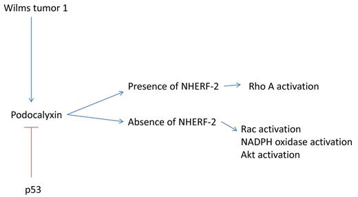 NHERF-2 is a molecular switch that controls endothelial and tumor migration. In the presence of NHERF-2, rho A activation predominates, while in the absence of NHERF-2, a WT-1/podocalyxin/rac/reactive oxygen signaling pathway is activated.
