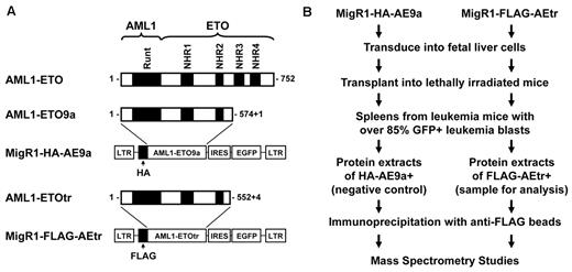 Figure 1. Purification strategy for AE9a/AEtr and its associated factors. (A) Schematic representation of AE9a/AEtr fusion protein and the retroviral construct MigR1. Two constructs were used in the retroviral infection and transplantation experiments: MigR1-HA-AE9a and MigR1-FLAG-AEtr. (B) Purification scheme for AE9a/AEtr from leukemic mice.