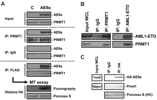 Figure 2. Identification of PRMT1 as an AE9a-interacting protein. (A) AE9a-PRMT1 interaction is confirmed by both FLAG-IP and PRMT1-IP in 293T cells transiently expressing FLAG-tagged AE9a. Control lane (C) represents 293T cells transfected with empty vector. Endogenous PRMT1 associated with AE9a is enzymatically active as shown by in vitro methyltransferase assay on recombinant histone H4. (B) Interaction of endogenous AML1-ETO and PRMT1 in leukemic cells positive for t(8;21), Kasumi-1. Endogenous AML1-ETO is immunoprecipitated by PRMT1 Ab in Kasumi-1 cells. Reciprocal immunoprecipitation of AML1-ETO pulls down endogenous PRMT1 in Kasumi-1 cells. (C) Interaction of AE9a and Prmt1 in leukemic cells expressing HA-AE9a. Cell lysates from leukemic cells expressing HA-AE9a were subjected to HA-IP (human influenza hemagglutinin–immunoprecipitation) to pull down endogenous Prmt1.