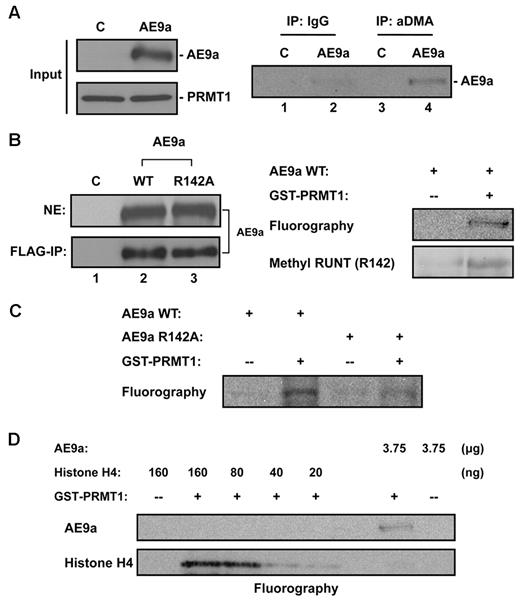 Figure 3. Methylation of AE9a in vivo and in vitro. (A) In vivo methylation of AE9a. Lysates of 293T cells coexpressing HA-PRMT1 and FLAG-AE9a was subjected to immunoprecipitation by anti-aDMA followed by Western blot analysis with FLAG Ab. Control lane (C) represents 293T cells transfected with empty vector. (B) PRMT1 can methylate AE9a in vitro at R142 residue. FLAG-tagged AE9a, WT or R142A, was transiently transfected and expressed in 293T cells. Control lane (C) represents 293T cells transfected with empty vector. After transfection, cells were treated with 20μM Adox. Nuclear extracts (NEs) were made and subjected to FLAG immunoprecipitation to enrich AE9a. Bead-bound AE9a WT was incubated with recombinant GST-PRMT1 and 3H-SAM (for fluorography) or unlabeled SAM (for Western blot analysis) for in vitro methylation. Results were analyzed by SDS-PAGE, and methylated FLAG-AE9a WT was either visualized by fluorography or detected by Western blot analysis with methyl RUNT (R142) Ab. (C) Arg142 residue of AE9a is the main methylation site for PRMT1. After FLAG-IP enrichment, equal amount of WT or R142A AE9a was used to incubate with recombinant GST-PRMT1 and 3H-SAM for in vitro methylation. Results were analyzed by SDS-PAGE, and methylated FLAG-AE9a was visualized by fluorography. (D) Methylation on AE9a by PRMT1 is much weaker than histone H4. AE9a and various amounts of histone H4 were used in methyltransferase assay. Protein methylation was analyzed by SDS-PAGE and visualized by fluorography. Methylation on AE9a was compared with histone H4 to obtain relative methylation status.