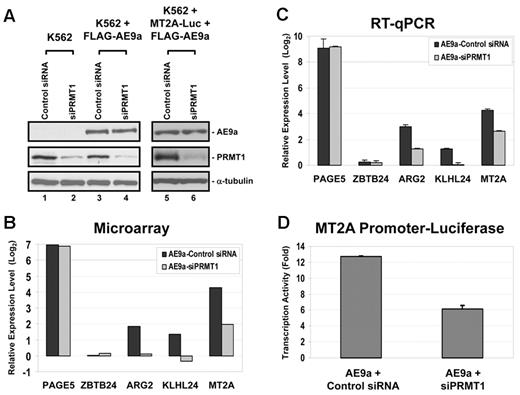 Figure 4. Knockdown of PRMT1 affects AE9a-driven transcription activation. (A) Knockdown of PRMT1 by siRNA. Knockdown efficiency of endogenous PRMT1 was examined by Western blot analysis. In lanes 1 through 4, WT K562 cells or AE9a-expressing K562 cells were transfected with either control siRNA or siPRMT1. These cells were used in microarray analysis. In lanes 5 and 6, WT K562 cells were cotransfected with pGLX2-MT2A-Luc, p3xFLAG-AE9a, and either control siRNA or siPRMT1. These cells were used in luciferase reporter assay. α-tubulin is used as a loading control. (B) Bar chart represents relative expression level in log2 scale of selected genes in microarray analysis. Results from AE9a-Control siRNA are normalized to K562-Control siRNA cells. Results from AE9a-siPRMT1 are normalized to K562-siPRMT1 cells. (C) Bar chart represents relative expression level in log2 scale of selected genes by RT-qPCR to validate results from microarray analysis. GAPDH is used as an internal control. Results from AE9a-Control siRNA are normalized to K562-Control siRNA cells. Results from AE9a-siPRMT1 are normalized to K562-siPRMT1 cells. Error bars represent SDs of 3 independent experiments. (D) PRMT1 is important for AE9a-dependent transcription of MT2A. WT K562 cells were cotransfected with pGLX2-MT2A-Luc, p3xFLAG-AE9a, and either control siRNA or siPRMT1. Error bars represent SDs of 3 independent experiments.