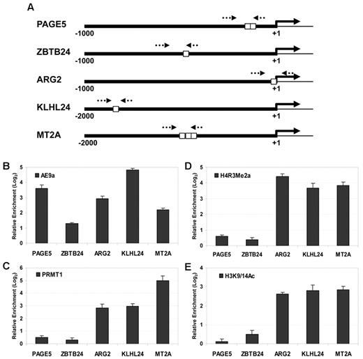 Figure 5. ChIP analyses of AE9a, PRMT1, histone H4R3Me2a, and histone H3K9/14Ac on promoters of interest. (A) Schematic diagrams show promoters analyzed by ChIP. Positions of the predicted transcription initiation sites (solid arrows) are indicated. Relative positions of consensus AML1 sites (white boxes) and primers (dotted arrows) in each promoter are shown. (B) ChIP results for AE9a. (C) ChIP results for PRMT1. (D) ChIP results for H4R3Me2a. (E) ChIP results for H3K9/14Ac. Promoter of ACTB is used as an internal control. Data represented are relative enrichment of specific ChIP target in K562-AE9a cells over WT K562 cells. Error bars represent SDs of 3 independent experiments.