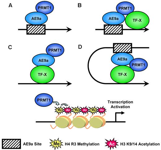 Figure 7. Models for AE9a-mediated PRMT1 recruitment that leads to transcription activation. AE9a could recruit PRMT1 to promoter directly, indirectly, or in cooperation with other transcription factors to alter histone modifications and to facilitate transcription.