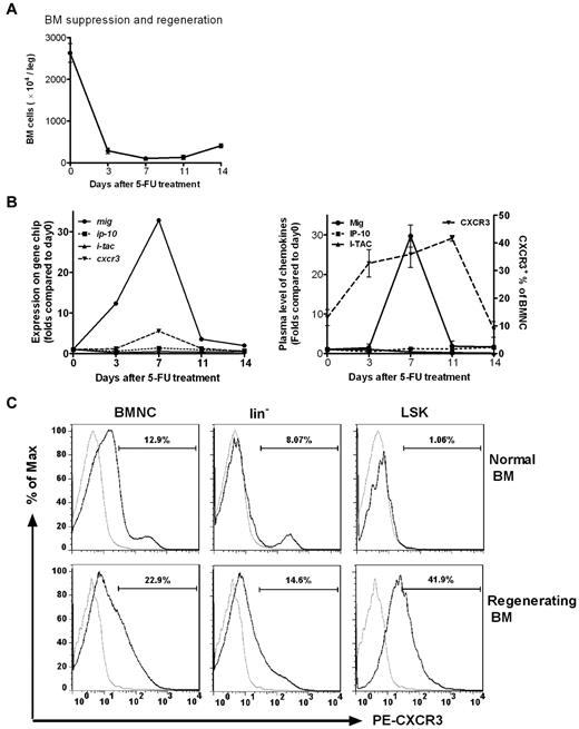 Figure 1. Mig and its receptor CXCR3 are activated in BM cells after chemotherapy. Normal mice received a single injection of 5-FU (250 mg/kg). (A) BM cells were obtained and counted at different times after 5-FU treatment. Total BM cell counts fell rapidly and reached a minimum on day 7, when BM recovery began. (B left) BM cells pooled from 5 to 20 mice at each time point were used to prepare samples for hybridization to Affymetrix mouse genome expression oligonucleotide arrays. The hybridization intensities of genes encoding Mig, IP-10, I-TAC, and CXCR3 are shown on days 0, 3, 7, 11, and 14 after 5-FU treatment. On day 7, the mig and cxcr3 genes were up-regulated 30- and 6-fold, respectively, compared with baseline (day 0). No significant changes in signal intensities of ip-10 and i-tac were observed. (Right) Plasma levels of ligand protein (determined by ELISA) and receptor expression in BM (determined by FACS). Samples of 3 to 5 mice per time point were individually analyzed for each dot. A 30-fold increase of Mig protein level and more than a 2-fold increase of CXCR3 expression in BMNCs were detected on day 7 (P < .05). There was no change in IP-10 and I-TAC expression. (C) CXCR3 expression of BMNCs, lin− cells, and LSK cells were highly up-regulated during BM regeneration. On day 9 after 5-FU treatment lin− cells and LSK cells were examined for CXCR3 expression in the BM of both nontreated normal mice and treated mice during regeneration. Gray line indicates PE-conjugated isotype control; black line, PE-conjugated anti–mouse CXCR3. Shown is 1 representative result of 3 independent experiments (n = 4-6).