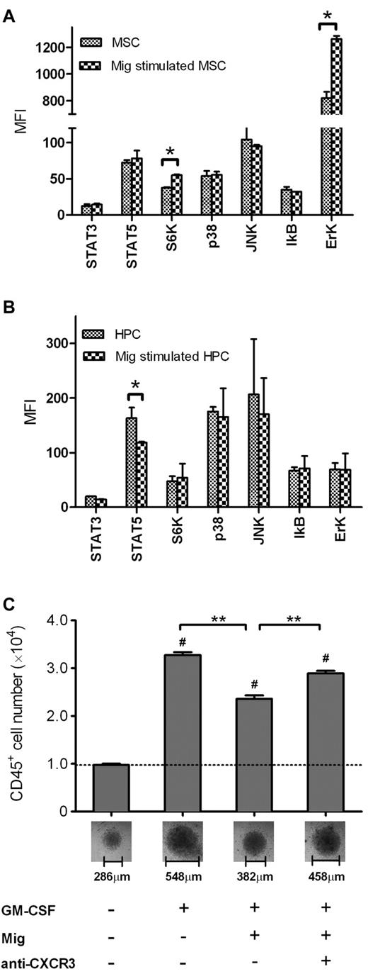 Figure 6. Mig regulates hematopoiesis through different signaling pathways in MSCs and HPCs. (A) Mig activated p70 S6K and Erk in MSCs. (B) Mig inhibited STAT5 phosphorylation in CD34+ HPCs. Signaling pathways of MSCs and HPCs were examined after stimulation with 20 ng/mL Mig for 30 minutes. Shown are means + SEM of the mean fluorescent intensities (MFI; per 10 μg of total protein) of 2 independent, duplicate experiments (*P < .05). (C) Freshly isolated CD34+ cells (8000) were incubated for 1 week. GM-CSF induced the expansion of CD45+ cells compared with medium alone (#P < .001). Mig significantly reduced the GM-CSF–dependent CD45+ expansion, and the effect was reversed by anti-CXCR3 monoclonal antibody (**P < .001) compared with GM-CSF + Mig. Pictures of cell pellets after incubation were taken, and the dimensions were measured (total magnification, ×100; objective lens' magnification, ×10). Bars represent means + SEM of 2 independent, quadruplicate experiments.