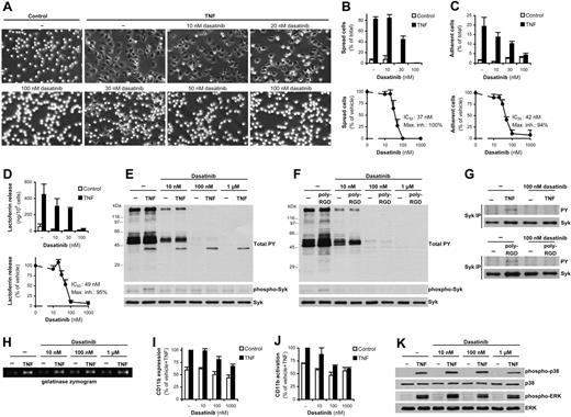 Figure 2. Dasatinib inhibits other adhesion-dependent responses but does not block TNF signaling. (A-G) Human neutrophils pretreated with the indicated concentrations of dasatinib were stimulated with 20 ng/mL of human TNF while adherent to a fibrinogen (Fbg)–coated surface (A-E and top part of G) or plated on a poly-RGD–coated surface (F and bottom part of G), followed by microscopic observation (A) and quantification (B) of cell spreading, measurement of cell adhesion (C), assessment of lactoferrin release (D), direct analysis of total cellular tyrosine phosphorylation and phosphorylation of Syk Tyr352 by immunoblotting (E-F), or analysis of Syk phosphorylation by immunoprecipitation (IP), followed by immunoblotting for phosphotyrosine (PY) residues (G). (H-K) Human neutrophils pretreated with the indicated concentrations of dasatinib were stimulated with TNF in suspension, followed by analysis of gelatinase release by in-gel zymography (H), flow cytometric analysis of expression (I) and activation (J) of CD11b, or phosphorylation of ERK and the p38 MAPK by immunoblotting (K). Bar graphs in panels B through D show mean and SD of representative experiments, and dose-response curves in panels B through D and bar graphs in panels I and J show mean and SEM of percent response. Mean fluorescence intensity values of isotype control–stained samples were subtracted in panels I and J, and the resulting fluorescence was expressed as a percentage of that in the indicated samples. Each set of data was obtained from 3-9 independent experiments. The mean and SEM of phosphorylation of the various MAPKs at 10nM, 100nM, and 1μM dasatinib after subtraction of unstimulated control values corresponded to 101% ± 18%, 94% ± 17%, and 56% ± 8% (p38 MAPK) and 89% ± 31%, 85% ± 26%, and 89% ± 20% (ERK) of that in the absence of dasatinib, respectively.