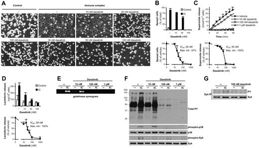 Figure 3. Dasatinib inhibits neutrophil functions triggered by immobilized immune complexes. Human neutrophils pretreated with the indicated concentrations of dasatinib were plated on a surface coated with immobilized IgG immune complexes (IC), followed by microscopic observation (A) and quantification (B) of cell spreading, measurement of respiratory burst (C), assessment of lactoferrin (D) and gelatinase (E) release, analysis of phosphorylation of total cellular proteins and the phosphorylation of the p38 MAPK and Syk (Tyr352) by immunoblotting (F), or analysis of Syk phosphorylation by immunoprecipitation (IP), followed by immunoblotting for phosphotyrosine (PY) residues (G). Panels A, E, and F show representative data from 3-4 independent experiments. The kinetic/bar graphs in panels B through D show mean and SD of representative experiments, and the dose-response curves in these panels show mean and SEM of the percent response from 3-4 independent experiments.