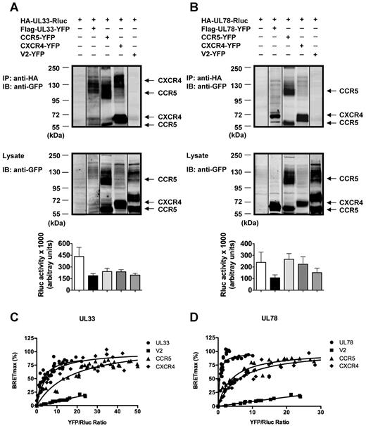 Figure 1. Evidence for UL33 and UL78 heteromerization with CCR5 and CXCR4. (A-B) Detection of v7TM/chemokine receptor heteromers using co-IP. Human embryonic kidney (HEK) 293T cells were transfected with HA-UL33-Rluc (A) or HA-UL78-Rluc (B) in presence or absence of CCR5-YFP, CXCR4-YFP, V2-YFP, or Flag-UL33-YFP (A) or Flag-UL78-YFP (B). Lysates were immunoprecipitated with rat anti-HA, resolved by SDS-PAGE and immunoblotted with mouse anti-GFP antibodies (top blot). Expression levels of YFP fusion proteins were assessed by immunoblotting with mouse anti-GFP antibodies (middle blot) and expression of Rluc fusion proteins by monitoring Renilla luciferase activity (bottom graph). (C-D) BRET donor saturation curves were performed by cotransfecting a fixed amount of HA-UL33-Rluc (C) or HA-UL78-Rluc (D) in presence of increasing amounts of CCR5-YFP, CXCR4-YFP, V2-YFP, or Flag-UL33-YFP (C) or Flag-UL78-YFP (D) in HEK 293T cells. The saturation curves are obtained from 3 independent experiments. Vertical lines have been inserted to indicate repositioned gel lanes.