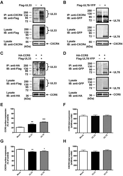 Figure 2. UL33 and UL78 interact with and modulate the surface expressions of CCR5 and CXCR4 in THP-1 cells. (A-D) Detection of heteromers in THP-1 cells by co-IP. THP-1 cells were transfected with (A) Flag-UL33, (B) Flag-UL78-YFP, (C) HA-CCR5 with or without Flag-UL33, or (D) HA-CCR5 with or without Flag-UL78-YFP. Lysates were immunoprecipitated with mouse anti-CXCR4 or rat anti-HA, resolved by SDS-PAGE and immunoblotted with the indicated antibodies. (E-H) Flow cytometry analysis of cell-surface (E-G) and total (F-H) CCR5 (E-F) or CXCR4 (G-H) expression using 1/85a Alexa Fluor 647–conjugated anti–human CCR5 (E-F) or PE-conjugated anti–human CXCR4 (G-H) in mock, Flag-UL33-YFP or Flag-UL78-YFP expressing THP-1 cells. The proportion of surface versus total receptors was calculated by comparing signals from nonpermeabilized and permeabilized cells in 3 independent experiments. Mock = pcDNA3 expression vector. Statistical differences compared with mock nucleofected cells were assessed using the Student t test (*P < .05; **P < .01; ***P < .001).