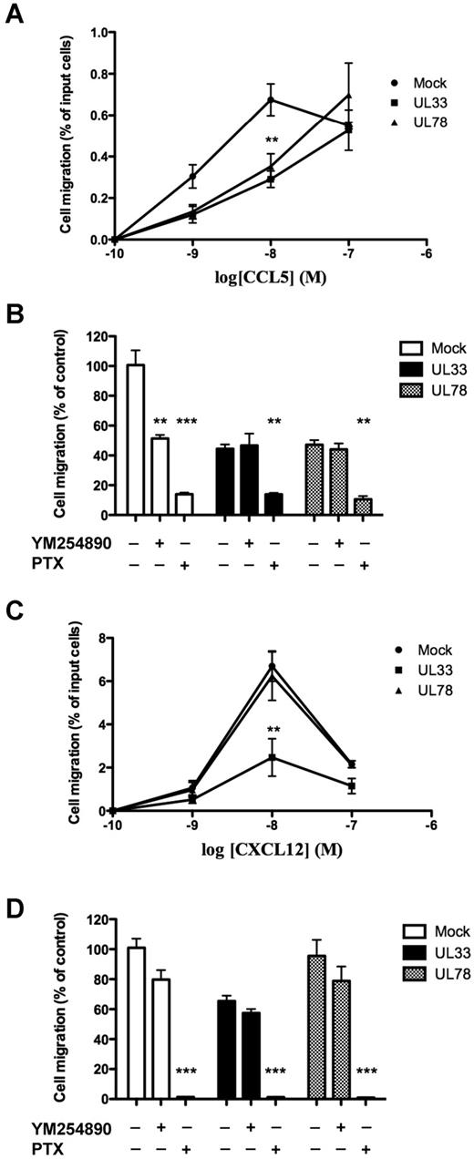 Figure 6. Chemotactic response to CCL5 and CXCL12 in THP-1 cells expressing mock, UL33 or UL78. THP-1 cells coexpressing HA-CCR5 (A-B) or not (C-D) and mock (closed circles), Flag-UL33-YFP (closed squares) or Flag-UL78-YFP (closed triangles) were pretreated or not as indicated with pertussis toxin (PTX, 100 ng/mL, overnight) or YM254890 (0.1μM, 15 minutes) and then stimulated with 10nM (B-D) or increasing (A-C) doses of CCL5 (A-B) or CXCL12 (C-D) in a 24-well chemotaxis chamber. The assay was done in triplicates, and the number of migrated cells was counted per well. Each point represents the mean percentage of migrated cells ± SEM in 3 separate experiments. Mock = pcDNA3 expression vector. Statistical differences in the percentage of migrated cells compared with mock nucleofected cells were assessed using the Student t test (**P < .01; ***P < .001).