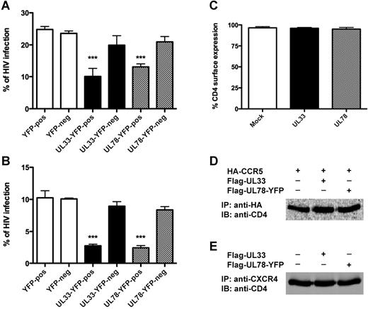 Figure 7. UL33 and UL78 block HIV infection in THP-1 cells. (A-B) THP-1 cells expressing YFP, Flag-UL33-YFP, or Flag-UL78-YFP were infected 48 hours after transfection with the CCR5-tropic JR-CSF strain (A) or the CXCR4-tropic LAI strain (B). The percentage of HIV-infected cells in YFP, Flag-UL33-YFP or Flag-UL78-YFP positive and negative cell populations was assessed by flow cytometry using anti-HIV p24 antibodies. (C) Flow cytometry analysis of cell-surface CD4 by surface staining with anti-CD4 in THP-1 cells expressing mock, Flag-UL33-YFP or Flag-UL78-YFP. (D-E) Lysates prepared from THP-1 cells expressing the indicated proteins were immunoprecipitated with either anti-HA or anti-CXCR4 antibodies, resolved by SDS-PAGE and immunoblotted with anti-CD4 antibodies. Expression controls of transfected proteins are shown in Figure 2A through D (same lysates have been used for both experiments). Experiments were at least repeated twice with similar results. Mock = pcDNA3 expression vector. Statistical differences compared with mock nucleofected cells were assessed using the Student t test (***P < .001).