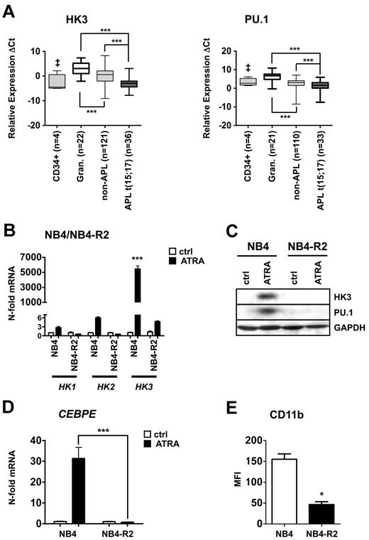 Figure 1. Significantly reduced HK3 and PU.1 mRNA levels in primary AML patient samples and induction of HK3 expression during neutrophil differentiation of NB4 APL cells. (A) Primary AML blasts were isolated using a Ficoll gradient, total RNA was extracted, and HK3 (left panel) and PU.1 (right panel) mRNA levels were measured by real-time quantitative RT-PCR. Measured cycle threshold (Ct) values represent log2 expression levels. Values were normalized to the expression levels of the housekeeping genes HMBS and ABL1. ***P < .0001. ‡P < .05. (B) NB4 and NB4-R2 cells were differentiated with 1μM ATRA for 6 days. HK1, HK2, and HK3 mRNA were measured by real-time quantitative RT-PCR and given as n-fold changes compared with untreated SHCOO2 cells and normalized to the housekeeping gene HMBS. ***P < .0001. (C) PU.1 and HK3 protein expression was measured by Western blotting in NB4 and NB4-R2 treated as in panel B. GAPDH expression was used as loading control. (D) CEBPE mRNA expression was determined in NB4 cells treated as in panel B. ***P < .0001. (E) CD11b flow cytometric statistical analysis of NB4 or NB4-R2 cells treated as in panel B. *P < .01 (all P values Mann-Whitney U tests).
