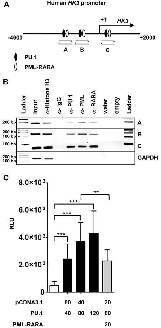 Figure 3. PU.1 and PML-RARA are direct regulators of the HK3 promoter. (A) Schematic representation of a 6.6-kb human HK3 promoter fragment. Lanes A, B, and C are 3 putative PU.1 binding sites (circles) found in the HK3 promoter as determined by MatInspector. (B) In vivo binding of PU.1 to the 3 binding sites was shown by ChIP in NB4 cells. ChIP was performed with antibodies against PU.1, PML, and RARA. Antibodies against acetyl-histone H3 and IgG served as positive and negative controls, respectively. As a negative control for the different pull-downs, absence of GAPDH amplification is shown. (C) HK3 promoter transactivation assays. H1299 cells were transiently transfected with 40 ng HK3 promoter reporter construct and PU.1 or PML-RARA expression vectors as indicated. Total amount of transfected DNA was adjusted with pcDNA3.1 empty vector as indicated. pRL-TK Renilla luciferase vector (40 ng) was cotransfected in each experiment as an internal control for transfection efficiency. After 24 hours, luciferase activity was measured. The promoter activity is shown as relative light units (RLU). Results are the mean ± SD of 5 independent experiments. ***P < .0001; **P < .001 (Mann-Whitney U tests).