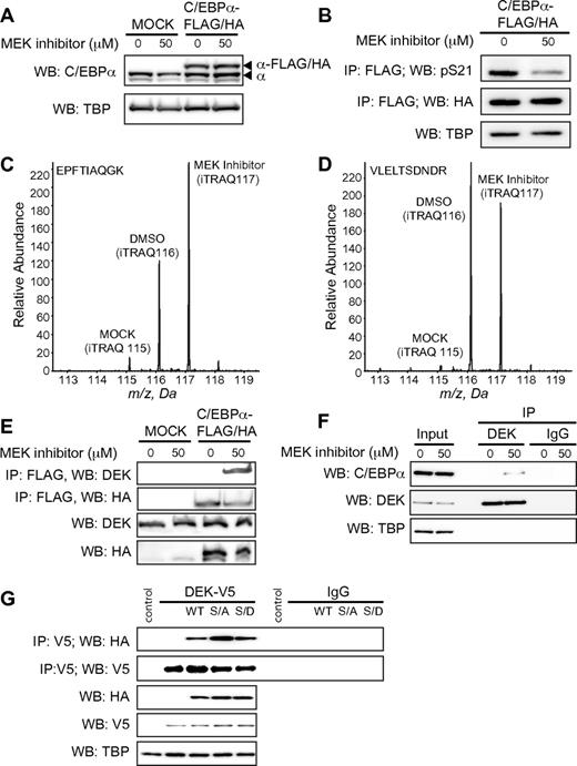 Figure 1. DEK interacts preferentially with dephosphorylated C/EBPα. (A) Expression of C/EBPα–FLAG/HA and endogenous C/EBPα proteins in the chromatin fraction of MOLM-14 cells after doxycycline withdrawal for 14 hours and subsequent treatment with MEK inhibitor PD 98059 for 6 hours. TATA-binding protein (TBP) served as the loading control. (B) Detection of S21 phosphorylation on C/EBPα–FLAG/HA immunoprecipitated from the chromatin compartment 6 hours after treatment with MEK inhibitor. Representative quantification data (iTRAQ reporter ion signals) corresponding to DEK peptide (C; EPFTIAQGK) and C/EBPα peptide (D; VLELTSDNDR) after treatment with MEK inhibitor, immunoprecipitation of C/EBPα, and proteomics analysis, as described in supplemental Methods and supplemental Figure 2. (E) Detection of DEK protein after immunoprecipitation of C/EBPα–FLAG/HA from the chromatin fraction of MOLM-14 cells subjected to doxycycline induction and treatment with MEK inhibitor. Western blots against DEK and C/EBPα–FLAG/HA in total cell extracts served as a control for each immunoprecipitation. (F) Western blot for C/EBPα after immunoprecipitation of endogenous DEK from MOLM-14 cells treated with MEK inhibitor. Immunoblot against TBP served as a loading control. (G) Coimmunoprecipitation of C/EBPα–FLAG/HA WT and mutants S21A and S21D (designated as WT, S/A and S/D) by DEK-V5 in 293T cells. Western blots were performed against V5 and HA, with TBP probed as a loading control.