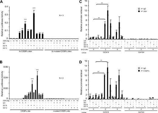 Figure 3. DEK binds in vivo to the GCSFR3 promoter region in a C/EBPα pS21–dependent manner to enhance C/EBPα transactivation capacity. (A) Cells (293T) were cotransfected in triplicate with C/EBPα–WT, S21A, and S21D (0 or 50 ng); increasing quantities of DEK (0, 50, or 150 ng); and a luciferase reporter driven by the TK minimal promoter along with a repeat of 4 C/EBPα–binding sites corresponding to those on the GCSFR3 promoter (left) or a vector containing 4 mutated sequences of the C/EBPα binding site as a negative control (right). (B) Cells (293T) were cotransfected in duplicate with C/EBPα (0 or 50 ng), increasing quantities of DEK (0, 50, or 150 ng), and a luciferase reporter driven by a short sequence (+74/−67) corresponding to the native GCSFR3 promoter region (left) or the same GCSFR3 promoter sequence but with a mutated C/EBPα binding site as a negative control (right). Transfection efficiency was normalized by cotransfection with Renilla TK (7 ng; Promega). Error bars indicate the SD resulting from independent experiments (n = 3 or 2). (C-D) Cross-linked chromatin was prepared from C/EBPα mutants (WT-ER, S21A-ER, and S21D-ER) and control (ER) K562 cells treated with 1μM β-estradiol for 0, 2, and 6 hours, and then immunoprecipitated using either anti-DEK (C) or C/EBPα (D) Abs. The precipitated chromatin was subjected to quantitative PCR using primer pairs that spanned the promoters of human GCSFR3 and GAPDH, respectively. Immunoprecipitation with rabbit IgG served as a negative control. Quantitative PCR signals of the immunoprecipitated chromatin were normalized against that from the input chromatin (1:10 dilution). Error bars indicate the SD resulting from 2 independent experiments performed in triplicate. ***P < .001; **P < .01.