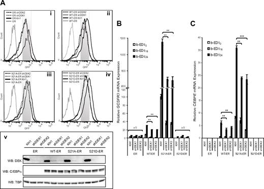 Figure 4. DEK is required for C/EBPα–induced expression of GCSFR3 and CEBPE in vitro. K562 cells expressing control (ER) and C/EBPα mutants (WT-ER, S21A-ER, and S21D-ER) were transduced (72 hours) with lentiviral particles carrying either shRNA sequences that targeted DEK (shDEK1 or shDEK2) or an insertless construct as a negative control (KH1). (A) GFP+ cells (i-iv) were assessed by immunoblot for expression of DEK and C/EBPα, along with TATA-binding protein as a loading control (v). Expression of GCSFR3 (B) and CEBPE (C) mRNA in sorted populations after β-estradiol treatment for 0, 16, and 24 hours. Expression levels are normalized against mRNA expression of 36B4. Error bars indicate the SD resulting from 2 independent experiments performed in triplicate. ***P < .001; **P < .01.