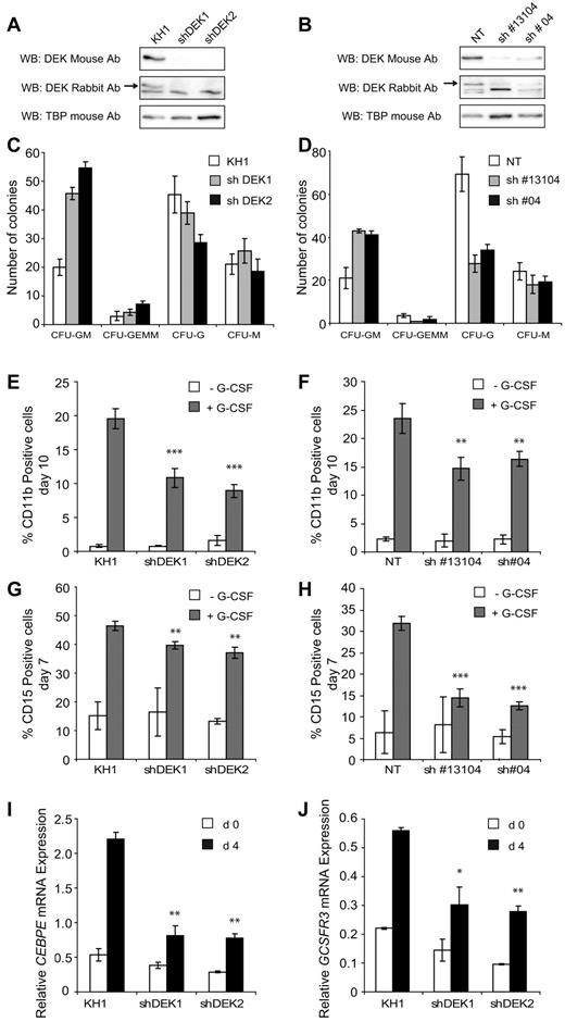 Figure 5. DEK is necessary for normal granulocytic differentiation of CD34+ cells. BM-derived CD34+ cells were transduced with lentiviral particles carrying shRNA sequences that targeted either DEK (shDEK1 or shDEK2) or an insertless construct as a negative control (KH1), or shRNA sequences targeting DEK #13104 and 04 or a nontargeting sequence (NT) as a negative control (Mission pLKO.1-puro UbC-TurboGFP vector, SHC014; Sigma-Aldrich; supplemental Table 3). After 3 days, separate aliquots of transduced cell cultures were assayed for either DEK protein expression or differentiation capacity. Cells were enriched for a GFPhigh population and then probed by Western blot using 2 different anti-DEK Abs to determine the efficiency of DEK depletion through use of KH1 (A) or Mission (B) constructs. TATA-binding protein was used as a loading control. GFPhigh enriched populations (1000 cells) from KH1 (C) and Mission (D) transduction constructs were plated in triplicate in MethoCult SF complete methylcellulose medium supplemented with cytokines the rhSCF, rhGM-CSF, rhG-CSF, rhIL-3, and rhIL-6. Colonies were scored after 14 days of incubation according to morphologic criteria: CFU-GM, CFU-GMM, CFU-G, or CFU-M. Each bar represents the mean of triplicate measurements ± SEM. (E-H) Transduced cells were incubated in the presence of rhG-CSF (20 ng/mL) for up to 10 days to induce granulocytic differentiation. Expression of the myeloid surface markers CD11b (E-F) and CD15 (G-H) were assessed after 7 or 10 days as indicated. Each bar represents the mean of 2 independent experiments ± SEM. Expression of CEBPE (I) and GCSFR3 (J) mRNA in GFPhigh populations carrying KH1 transduction constructs after G-CSF treatment for 0 and 4 days. Expression levels are normalized against mRNA expression of 36B4. Error bars indicate the SD resulting from 2 independent experiments performed in triplicate. ***P < .001; **P < .01; *P < .05.