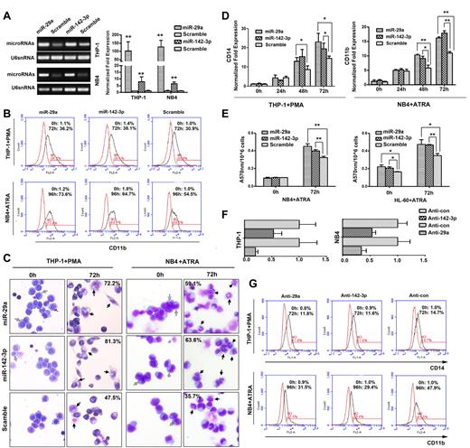 Figure 1. Transfection of THP-1 and NB4 cells with miRNA mimics or antisense inhibitors for miR-29a and miR-142-3p affects myeloid differentiation. (A) The expression levels of miR-29a and miR-142-3p were detected by RT-PCR (left) and real-time PCR (right) in THP-1 and NB4 cells that were transiently transfected with miRNA mimics or mimic scramble control. U6 snRNA was used as an internal control. The values of each group were expressed as mean ± SD for 3 real-time PCR assays. (B) Expression of CD11b in THP-1 and NB4 cells was analyzed by flow cytometry. Numbers in the graphs represent the percentages of positively stained cells at 72 hours of PMA or 96 hours of ATRA treatment (black histograms) compared with untreated cells (red histograms). A representative experiment of 3 is presented. The differences are statistically significant (see supplemental Figure 2B). (C) Representative May-Grünwald-Giemsa staining of THP-1 and NB4 cells transfected with microRNA mimics or scramble, and treated with PMA or ATRA for 72 hours. Images were captured at room temperature using 20× objective with numeric aperture 0.5 and acquired through CCD DP72 camera and Cellsens Standard Version 1.2.1 software (Olympus). The mild differentiated cells were annotated by gray arrows. Mature macrophages and segmented neutrophils after 72 hours of differentiation were annotated by black arrows, and their percentages were marked. More mature monocytes show bluish-gray cytoplasm and a saddle-shaped nucleus. More mature granulocytic cells show polylobular nuclei, a decreased ratio of nuclear area to cytoplasmic area, and decreased cytoplasm staining, corresponding to band cells and metamyelocytes. (D) Expression levels of CD14 or CD11b mRNA were analyzed by real-time PCR. Comparative real-time PCR was performed in triplicate and normalized to GAPDH mRNA. Error bars represent SD. The expression of the mRNA in untreated scramble-transfected cell was normalized as 1. (E) Nitroblue tetrazolium assay in NB4 and HL-60 cells transfected with miR-29a mimic, miR-142-3p mimic, or mimic control. (F) Real-time PCR analysis of the expression levels of miR-29a and miR-142-3p in THP-1 and NB4 cells transfected with miR-29a inhibitor (anti-29a), miR-142-3p inhibitor (anti–142-3p), or inhibitor control (anticontrol). U6 snRNA was used as an internal control. (G) Expression levels of CD14 in THP-1 cells and CD11b in HL-60 cells were analyzed by FACS. A representative experiment of 3 is presented. The differences are statistically significant (see supplemental Figure 2F). *P < .05 (Student t test). **P < .01 (Student t test).