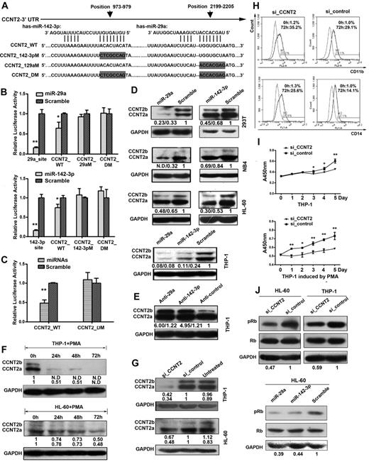 Figure 2. CCNT2 is a target gene of both miR-29a and miR-142-3p, and CCNT2 plays a role in inhibiting PMA-induced monocytic differentiation in THP-1 and HL-60 cells. (A) The nucleotide sequences of miR-29a, miR-142-3p, and their complementary sequences in CCNT2 mRNA. The predicted miR-29a and miR-142-3p binding sites in the CCNT2 3′-UTR and the mutated nucleotides (gray boxes) of the 3′-UTR site are shown. CCNT2_WT is a reporter construct containing the entire wild-type 3′-UTR sequence of CCNT2. CCNT2_29aM, CCNT2_142-3pM, and CCNT2_DM are reporter constructs containing mutations in the miR-29a binding site, the miR-142-3p binding site mutation, and both sites. (B) Luciferase activity in 293T cells cotransfected with one of the 4 reporter constructs and either one of the miRNA (miR-29a or miR-142-3p) mimics or scramble control, as indicated. The reporter constructs with perfect complementary sites for miR-29a and miR-142-3p (p29a_site and p142-3p site, respectively) were used as positive controls. The activities were calculated as a ratio of firefly to renilla luciferase activity, and are expressed as mean ± SD of 3 separate experiments. *P < .05 (Student t test). **P < .01 (Student t test). (C) Luciferase activity in 293T cells cotransfected with either the wild-type or double mutant, and both miR-29a and miR-142-3p mimics simultaneously or scramble control. (D) Western blot analysis of CCNT2 expression in 293T and myeloid cell lines THP-1, HL-60, and NB4 transfected with miR-29a mimic, miR-142-3p mimic, or scramble control. Densitometric values normalized on the basis of GAPDH expression are indicated below the corresponding lanes and shown as fold changes. N.D indicates a densitometric value cannot be given because the band is almost undetectable. (E) Western blot analysis of CCNT2 expression in monocytic cell line THP-1 transfected with an inhibitor for miR-29a (anti-29a), an inhibitor for miR-142-3p (anti–142-3p), or an inhibitor control. (F) Western blot analysis showing expression of the 2 CCNT2 isoforms during PMA-induced monocytic differentiation in THP-1 and HL-60 cells; GAPDH was detected for checking equal protein loading. (G) Western blot analysis showing the expression of CCNT2 in HL-60 and THP-1 cells that were transfected with CCNT2 siRNA (si_CCNT2) or siRNA control (si_control) and subsequently treated with PMA for 72 hours. (H) Flow cytometric analysis of CD11b in THP-1 cells transfected with si_CCNT2 or si_control. Numbers in the graphs represent the percentages of positively stained after 72 hours of differentiation (the right peak) compared with untreated cells (the left peak). A representative experiment of 3 is presented. (I) Cell proliferation assay of THP-1 cells transfected with si_CCNT2 or si_control using cell counting kit 8. The cells were cultured in medium with or without PMA. (J) Western blots showing pRb and Rb protein levels in THP-1 cells after transfection with si_CCNT2 or si_control, and in HL-60 cells after transfection with miR-29a mimic, miR-142-3p mimic, or scramble control.
