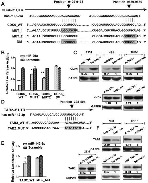 Figure 3. Validation of CDK6 and TAB2 as target genes for miR-29a and miR-142-3p, respectively. (A) The predicted miR-29a binding sites in the 3′-UTR of CDK6 mRNA are shown. CDK6_WT is the pMIR-REPORT construct containing the entire 3′-UTR sequence of CDK. CDK6_MUT1, MUT2, and DM are the pMIR-REPORT constructs containing mutated nucleotides in the first, second, and both miR-29a binding sites, respectively. (B) Luciferase reporter assays. Relative luciferase levels in 293T cells cotransfected with the CDK6_WT, CDK6_MUT1/2, or CDK6_DM report construct and either miR-29a mimic or scrambled control. *P < .05 (Student t test). **P < .01 (Student t test). (C) Western blot analysis of CDK6 levels in 293T, THP-1, and NB4 cells. miR-29a mimic, inhibitor (anti-29a), or a control was transfected into the indicated cells. A representative Western blot from 3 independent experiments is shown. (D) The predicted miR-142-3p binding site in the 3′-UTR of TAB2 mRNA is shown. TAB2_WT is the reporter construct containing the entire 3′-UTR sequence of TAB2, and TAB2_MUT is the reporter construct containing mutated nucleotides at the miR-142-3p binding site. The mutated nucleotides of the 3′-UTR site are indicated by gray boxes. (E) Relative luciferase expression levels in 293T cells cotransfected with TAB2_WT or TAB2_MUT with either miR-142-3p mimic or a scrambled control. (F) Western blot analysis of TAB2 levels in 293T, THP-1, and NB4 cells. miR-142-3p mimic, a miR-142-3p inhibitor (anti–142-3p), or a control was transfected into the indicated cells. A representative Western blot from 3 independent experiments is shown.