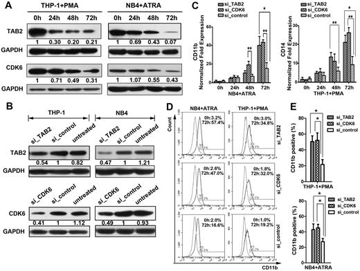 Figure 4. Expression inhibition of CDK6 and TAB2 increases ATRA-induced differentiation in NB4 cells and PMA-induced differentiation in THP-1 cells. (A) THP-1 cells treated with 50 ng/mL PMA (left) and NB4 cells treated with 2μM ATRA (right) were collected at the indicated time points for Western blot analysis of TAB2 and CDK6 protein levels. GAPDH was used as a loading control. (B) THP-1 and NB4 cells were transiently transfected with control siRNA (si_control), TAB2 siRNA (si_TAB2), or CDK6 siRNA (si_CDK6). A representative Western blot detecting TAB2 and CDK6 is shown. (C) Real-time PCR analysis of the CD11b mRNA level in the transfected NB4 cells after ATRA induction, and real-time PCR analysis of the CD14 mRNA level in the transfected THP-1 cells after PMA induction. Error bars represent mean ± SD (n = 3). (D) Flow cytometric analysis of CD11b levels. The cells were transfected with the indicated inhibitors and then treated for 72 hours with ATRA (for NB4 cells) or PMA (for THP-1 cells). A representative experiment of 3 is presented. (E) Statistical analysis of the flow cytometric assays. Data are mean ± SD from 3 independent experiments. *P < .05 (Student t test). **P < .01 (Student t test).