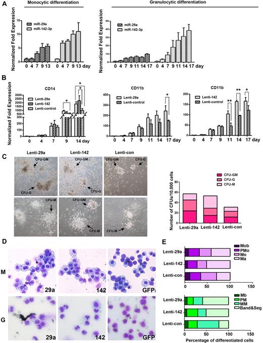 Figure 5. Role of miR-29a and miR-142-3p in CD34+ HSPCs derived from UCB. CD34+ cells purified from human UCB samples were infected with Lenti-control, Lenti-29a, or Lenti-142. Cells were cultured for 17 days. Granulocytic differentiation was induced by human G-CSF (20 ng/mL) and rhIL-6 (10 ng/mL), and monocytic differentiation by rhM-SCF (50 ng/mL), rhIL-6 (1 ng/mL), and rhFlt-3L (100 ng/mL). Cells were collected for morphologic, colony formation, and myeloid marker expression analysis. (A) Real-time PCR analysis of miR-29a and miR-142-3p expression during differentiation. Samples were collected at the indicated days after induction. The relative expression of miR-142-3p and miR-29a was normalized to the expression level at day 0. (B) CD14 mRNA levels for monocytic differentiation and CD11b mRNA levels for granulocytic differentiation were analyzed by real-time PCR. (C) Colony formation assay after an 11-day colony formation period. A total of 1 × 104 of infected CD34+ cells were plated in complete methylcellulose medium without erythropoietin. The arrows indicate typical CFU-GM (colony-forming unit-granulocyte/macrophage), CFU-G (colony-forming unit-granulocyte), and CFU-M (colony-forming unit-macrophage; left). Quantification of formation of blood colonies was shown (right). Images were captured with microscopy Nikon eclipse TS100 using 10× phase-contrast objective with numeric aperture 0.3 and acquired through CCD DS-Qi1 camera and NIS-Elements F Version 3.0 software (Nikon) at room temperature. (D) Changes in the morphology of May-Grünwald-Giemsa–stained CD34+ cells infected with the viruses at day 13 of the differentiation culture. Images were captured at room temperature with Olympus BX51 microscope using 20× with numeric aperture 0.5. (E) The number of cells in various differentiation stages. In total, 100 cells were counted per sample. The averages from 2 independent experiments are shown. MB indicates myeloblasts; PM, promyelocytes; MM, metamyelocytes; Band and Seg, band neutrophils and segmented neutrophils for granulocytic differentiation; Mob, monoblasts; PMo, promonocytes; Mo, monocytes; and Ma, macrophage for monocytic differentiation.