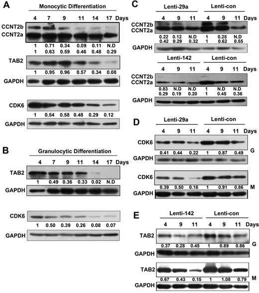 Figure 6. CDK6, TAB2, and CCNT2 expression levels in monocytic and granulocytic induction cultures of CD34+ cells. (A-B) Western blot analysis of CDK6, TAB2, and CCNT2 in extracts from monocytic (A) and granulocytic (B) induction cultures at the indicated times. Whole cell extracts were incubated with anti-CDK6, TAB2, or CCNT2 antibodies. (C) CCNT2 protein expression was detected by Western blot analysis at day 4, 9, and 11 of monocytic induction cultures of CD34+ cells infected with Lenti-29a, Lenti-142, or Lenti-control. (D) CDK6 protein expression was detected by Western blot analysis at day 4, 9, and 11 of monocytic and granulocytic induction cultures of CD34+ cells infected with Lenti-29a or Lenti-control. (E) TAB2 protein expression was detected by Western blot analysis at day 4, 9, and 11 of monocytic and granulocytic induction cultures of CD34+ cells infected with Lenti-142 or Lenti-control. For the Western blots shown in this figure, GAPDH antibody was used to assess equal protein loading. The signal in each lane was quantified using Gelpro software, and the ratio of CCNT2, CDK6, and TAB2 to GAPDH was determined. Because the CD34+ cells are a mixture containing various HPCs and the sample amount was limited, the 0-day samples was not included in the Western blot analysis.