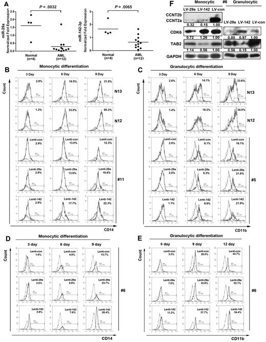 Figure 7. Expression of miR-29a and miR-142-3p in AML BM blasts and their function in promoting myelopoiesis. (A) Expression levels of miR-29a and miR-142-3p were determined by real-time PCR analysis of BM CD34+ cells from AML patients and healthy donors using TaqMan probes. The differences were shown to be significant by one-tailed unpaired Mann-Whitney U nonparametric t test analysis. (B-E) BM CD34+ cells from 3 AML patients (patients 11, 5, and 6 were diagnosed as French-American-British M5, M2, and M4, respectively; all demonstrated low expression levels of miR-29a and miR-142-3p; supplemental Table 1) were infected with Lenti-miR-29a, Lenti-miR-142-3p, or Lenti-control. After infection for 24 hours, the cells were cultured in monocytic or granulocytic induction medium for the indicated number of days, after which the cells were collected and the GFP-positive cells were analyzed for myeloid marker expression. The expression levels of CD14 (B) and CD11b (C) in lentivirus-infected blast cells (#11 and #5 of supplemental Table 1) were analyzed by FACS analysis compared with their expression levels in CD34+ BM cells from normal donors (N13 and N12). Red histogram represents unstained CD34+ cells; and black histogram, cells induced for the indicated number of days. The monocytic (D) and granulocytic (E) differentiation of CD34+ cells from AML patient 6 were determined by FACS analysis. (F) Western blot analysis of the target proteins, CCNT2, CDK6, and TAB2. The protein extracts were obtained from the cells at day 6 of granulocytic and monocytic induction cultures of BM CD34+ cells derived from AML 6, and infected with Lenti-29a, Lenti-142-3p, or Lenti-control. GAPDH was detected as the loading control.
