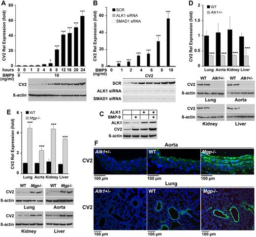 Figure 1. BMP-9 induces CV2 expression in endothelial cells. (A) Expression of CV2 after treatment of HAECs with BMP-0 (10 ng/mL) for 24 hours, as determined by real-time PCR and immunoblotting. β-actin is shown for comparison. (B) Expression of CV2 after transfection of scrambled siRNA (SCR) or siRNA to ALK1 or SMAD1 in HAECs followed by treatment with BMP-9 (0-10 ng/mL), as determined by real-time PCR and immunoblotting. Treatment was started 24 hours after transfection and lasted 24 hours. (C) Expression of ALK1 and CV2 in BAECs after transfection of an ALK1 expression vector and treatment with BMP-9 (10 ng/mL), as determined by immunoblotting. Treatment was started at the time of transfection and lasted 24 hours. (D-E) Expression of CV2 in lungs, aorta, kidney, and liver of (D) wild-type (WT) and Alk1+/− mice, and (E)WT and Mgp−/− mice, as determined by real-time PCR and immunoblotting (n = 3). (F) Vascular expression of CV2 (green fluorescence) in aorta and lungs of Alk1+/−, WT, and Mgp−/− mice, as determined by immunofluorescence. Nuclei are visualized by DAPI (blue fluorescence). Asterisks indicate statistically significant differences compared with (A) start time, (B) no BMP-9, or (D-E) WT tissue. *P < .05, ***P < .001, Tukey test.