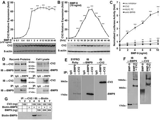 Figure 2. CV2 binds and inhibits BMP-9. (A-B) Expression of CV2 in HAECs (A) in response to increasing BMP-9 concentrations (0-400 ng/mL) after 24 hours of treatment, and (B) in response to BMP-9 (10 ng/mL) for increasing time periods (0-48 hours), as determined by real-time PCR and immunoblotting. (C) Response of BMP-responsive luciferase reporter gene (BRE-luc) in BAECs treated with BMP-9 (0-10 ng/mL), alone or together with nonspecific control IgG (300 ng/mL), CV2 (100 ng/mL), soluble ALK1 fragments (300 ng/mL), or anti–BMP-9 Abs (300 ng/mL). (D) Interactions between CV2 and BMP-9 (50 ng of each protein) were examined using recombinant proteins (left) or cell lysates from HAECs (right) by immunoprecipitation (IP) followed by immunoblotting (IB) with nonspecific IgG, and anti-CV2, and anti–BMP-9 Abs as indicated. The starting material for the immunoprecipitation is shown in the top panels by immunoblotting. (E) Secreted CV2 and BMP-9 were coimmunoprecipitated from 10 mL of HAEC-conditioned serum-free medium using nonspecific IgG, or Abs against BMP-9 or CV2, and analyzed by SDS-PAGE and SYPRO Ruby protein stain (left), or by immunoblotting using anti–BMP-9 or anti-CV2 Abs (center and right). (F) Interactions between recombinant CV2 and BMP-9 were confirmed by chemical cross-linking followed by immunoblotting using anti–BMP-9 and anti-CV2 Abs. (G) CV2 and biotin–BMP-9 were immunoprecipitated with anti-CV2 Abs in the presence of increasing concentrations of unlabeled BMP-9, and the complexes were analyzed by IB using anti–biotin Abs. Asterisks indicate statistically significant differences compared with (A) no BMP-9, (B) start time, or (C-D) no BMP-9. *P < .05, **P < .01, ***P < .001, Tukey test.