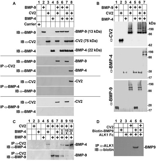 Figure 3. CV2 preferentially binds BMP-9. (A) Recombinant BMP-9 (50 ng), CV2 (100 ng), BMP-4 (50 ng), and carrier were combined as indicated at the top, and the presence of the respective protein was confirmed by immunoblotting (IB; top 3 blots). Interactions between the proteins were analyzed by immunoprecipitation (IP) followed by immunoblotting using the indicated Abs. (B) BMP-9 (50 ng), CV2 (100 ng), and BMP-4 (50 ng) were combined as indicated at the top, chemically cross-linked, and analyzed by immunoblotting using the indicated Abs. (C) CV2 (100 ng), BMP-4 (50, 250 ng, 500 ng, or 1000 ng), and BMP-9 (50 ng) were combined as indicated at the top, immunoprecipitated by anti-CV2 Abs and analyzed by immunoblotting using anti–BMP-4 and anti–BMP-9 Abs. (D) CV2 (100 ng), biotin-BMP-9 (100 ng), and ALK1-Fc (100 ng) were combined as indicated at the top, immunoprecipitated by anti-ALK1 Abs and analyzed by immunoblotting using antibiotin Abs.