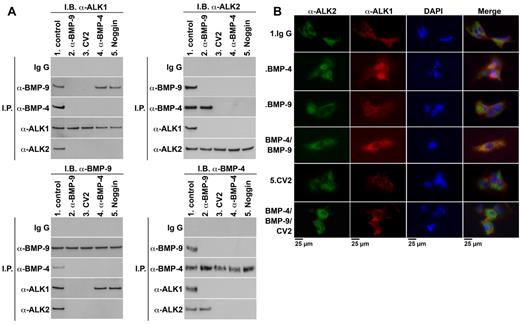 Figure 4. CV2 limits complex formation involving ALK2, ALK1, BMP-4, and BMP-9. (A) To compare interactions between BMP-4, BMP-9, and their receptors in the presence of different antagonists, HAECs were treated for 8 hours with nonspecific IgG (300 ng/mL), anti–BMP-9 Abs (300 ng/mL), CV2 (100 ng/mL), Noggin (100 ng/mL), or anti–BMP-4 Abs (300 ng/mL). Cell lysates were then immunoprecipitated (IP) with nonspecific IgG Abs, or Abs to BMP-9, BMP-4, ALK1, or ALK2. The precipitates were analyzed by immunoblotting using the Ab combinations indicated in the figure. (B) HAECs were treated for 8 hours with nonspecific control IgG (control; 300 ng/mL), BMP-4 (40 ng/mL), BMP-9 (10 ng/mL), BMP-4 and BMP-9 together, CV2 (100 ng/mL), or BMP-4 and BMP-9 together with CV2. The cells were costained for ALK2 (green fluorescence), ALK1 (red fluorescence). DAPI was used to visualize the nuclei.