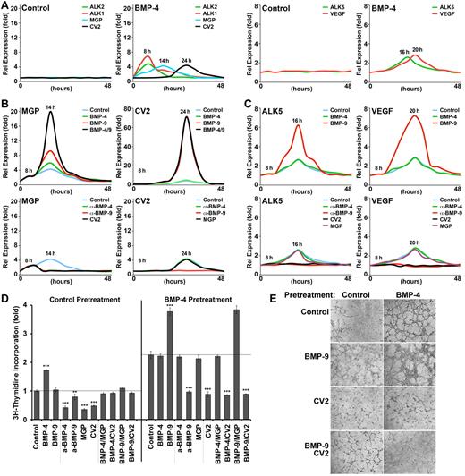 Figure 5. Differential induction of MGP and CV2 by BMP-4 and BMP-9. (A) HAECs were treated with BMP-4 (40 ng/mL) or control vehicle and ALK1-Fc (300 ng/mL). RNA samples were collected every 2 hours for up to 48 hours, and expression of ALK2, ALK1, MGP, and CV2 (left panels), and ALK5 and VEGF (right panels) was determined. (B) HAECs were pretreated with BMP-4 and ALK1-Fc for 8 hours, and then treated with (top panels) control vehicle, BMP-4 (40 ng/mL), BMP-9 (10 ng/mL), or both BMP-4 and BMP-9, or (bottom panels) nonspecific IgG (300 ng/mL), anti–BMP-4 Abs (300 ng/mL), anti–BMP-9 Abs (300 ng/mL), or CV2 (100 ng/mL). RNA was collected every 2 hours for up to 48 hours. Expression of (left panels) MGP and (right panels) CV2 was determined by real-time PCR. (C) HAECs were pretreated with BMP-4 and ALK1-Fc for 8 hours, and then treated with (top panels) control vehicle, BMP-4, or BMP-9, or (bottom panels) nonspecific IgG, anti–BMP-4 Abs, anti–BMP-9 Abs, CV2, or MGP. RNA was collected every 2 hours for up to 48 hours. Expression of ALK5 (left panels) and VEGF (left panels) was determined by real-time PCR. (D) HAECs were pretreated for 8 hours with control vehicle (left) or BMP-4 (right), plated, and treated as indicated in the figure. Cell proliferation was determined after 48 hours by 3H-thymidine incorporation. (E) HAECs were pretreated for 8 hours with (left) control vehicle or (right) BMP-4, plated in Matrigel, and treated as indicated in the figure. Images were obtained after 6 hours. Asterisks indicate statistically significant differences compared with control treatment. *P < .05, **P < .01, ***P < .001, Tukey test.