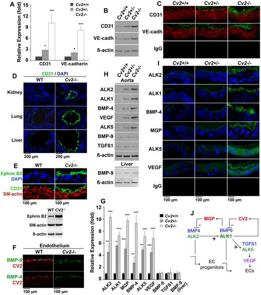 Figure 6. Dysregulation of the aortic endothelium in CV2-deficient mice. (A-C) Aortic expression of CD31 and VE-cadherin in Cv2+/+ (wild-type), Cv2+/−, and Cv2−/− mice by (A) real-time PCR, (B) immunoblotting, and (C) immunofluorescence. β-actin is shown for comparison in the immunoblot (n = 3). (D) Vascular expression of CD31 in kidney, lung, and liver of wild-type and Cv2−/− mice by immunofluorescence. (E) Aortic expression of Ephrin B2, and CD31 and α-SM-actin in wild-type and Cv2−/− mice by immunofluorescence and immunoblotting. (F) Colocalization of (top) BMP-9 and CV2, and (bottom) BMP-4 and CV2 in the aortic endothelium of wild-type mice, but not Cv2−/− mice, by immunofluorescence. (G-I) Aortic expression of ALK2, ALK1, MGP, BMP-4, ALK5, VEGF, BMP-9, and TGF-β1, and liver expression of BMP-9 in Cv2+/+, Cv2+/−, and Cv2−/− mice by (G) real-time PCR, (H) immunoblotting, and (I) immunofluorescence, (n = 3). (J) Schematic working model for MGP and CV2 based on Shao et al2 and Yao et al.5,6,22 Nuclei are visualized by DAPI (blue fluorescence). Asterisks indicate statistically significant differences compared with Cv2+/+ (wild-type) mice. *P < .05, **P < .01, ***P < .001, Tukey test.