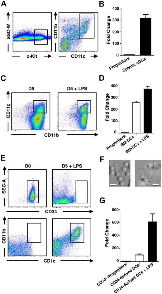 Figure 1. Increased expression of p15Ink4b mRNA in cDCs. (A) FACS plots depicting the gating strategy for FACS sorting of mouse FACS-sorted c-Kit+ cells from lineage-negative enriched BM progenitors (left) and CD11c+/CD11b+ splenic cDCs from enriched splenic DCs (right). DCs were enriched using a negative-enrichment cocktail containing biotinylated Abs against murine CD2, CD90.2, CD19, Ly-6G, and TER-119. (C) CD11c+CD11b+ BM-DCs from the GM-CSF and IL-4 BM cultures. (B,D,G) Real-time qPCR analysis of p15Ink4b mRNA levels of the sorted populations of cells. (E) Human CD34+ progenitors and CD34-derived CD1c+CD11b+ cDCs. Cells were harvested at the indicated time points. (F) Bright-field images of human CD34+ progenitors (left) and CD34-derived DCs on day 5 of culture (right). Scale bar represents 20 μm. Images were collected using an Olympus iX51 inverted microscope, a EXi Aqua Camera (QImaging), and the acquisition software IPlab Version 4.08 (BD Biosciences), and were processed in Adobe Photoshop Version 5.0.
