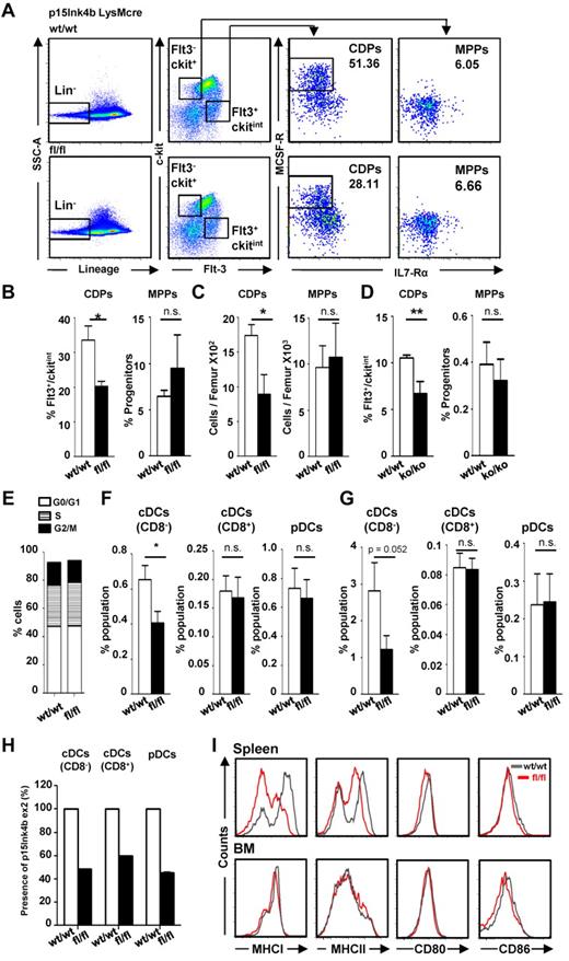 Figure 2. Decreased CDPs and CD8− cDCs in p15Ink4bfl/flLysMcre mice. (A) Flow cytometry and gating strategy of lineage-negative enriched mouse progenitors to identify Flt3+M-CSFR+ CDPs and Flt3−M-CSFR− multipotent progenitors. Percentages (B) and total cell numbers (C) of CDPs and multipotent progenitors (MPPs) in p15Ink4bwt/wt-LysMcre mice (wt/wt, n = 6) and p15Ink4bfl/fl-LysMcre mice (fl/fl, n = 6). (D) Percentages of CDPs and multipotent progenitors in wild-type (wt/wt) and embryonal p15Ink4b knockout (ko/ko) mice. Data are shown as means ± SD. (E) Cell-cycle distribution of CDPs isolated from p15Ink4bwt/wt-LysMcre mice (wt/wt) and p15Ink4bfl/fl-LysMcre mice (fl/fl) mice. Frequency of CD8− cDCs (defined here as CD11c+CD8−CD11b+) CD8+ cDCs (CD11c+CD8+CD11b−) and pDCs (CD11c+B220+CD11b−) in the spleen (F) and BM (G) of p15Ink4bwt/wt-LysMcre (wt/wt, n = 9) and p15Ink4bfl/fl-LysMcre (fl/fl, n = 9) mice. 2 × 106 events were acquired for each sample. (H) Efficiency of LysMcre-driven deletion of p15Ink4b in FACS-sorted CD8− cDCs, CD8+ cDCs, and pDCs isolated from p15Ink4bwt/wt-LysMcre and p15Ink4bfl/fl-LysMcre mice. DNA was analyzed by qPCR for the p15Ink4b exon2 copy number with p15Ink4b exon 1 used as an internal control. (I) Expression of MHC I, MHC II, CD80, and CD86 molecules on steady-state cDCs from spleen (Sp) and BM of p15Ink4bwt/wt-LysMcre (black line) and p15Ink4bfl/fl-LysMcre mice (red line). The results are representative histograms of 4 independent experiments with similar results. *P < .05; **P < .01; n.s. indicates not significant.