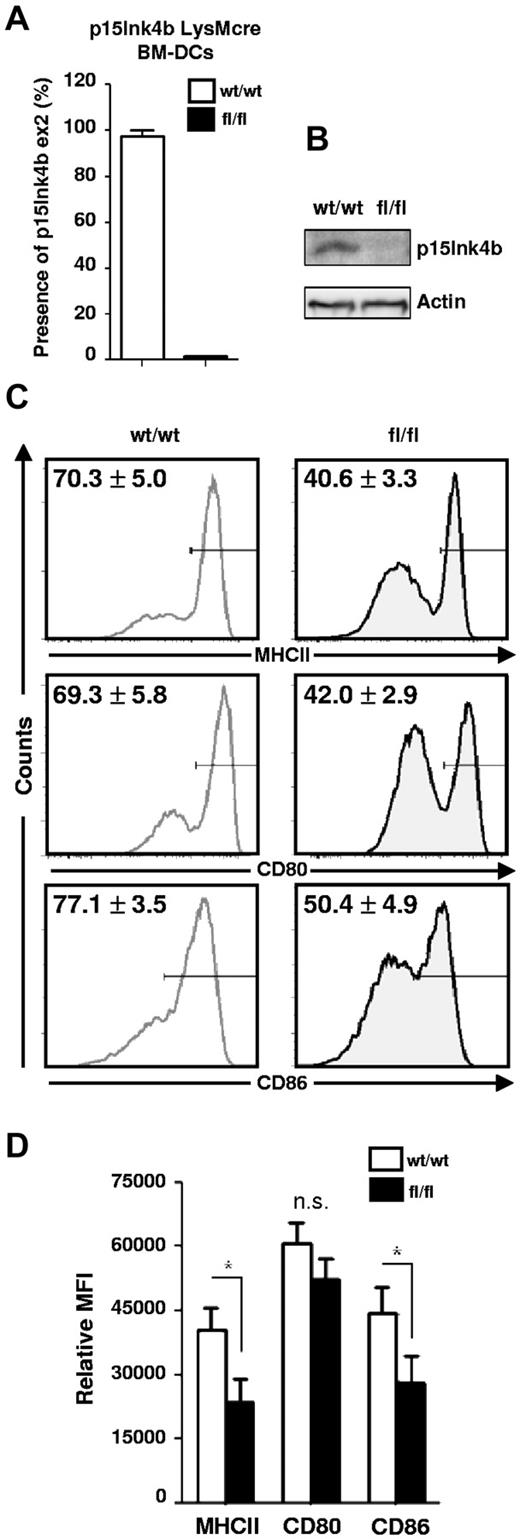 Figure 3. LysMCre-driven deletion of p15Ink4b in BM-DCs impairs their maturation. (A) Efficiency of LysMcre-driven deletion of p15Ink4b in sorted, LPS-treated BM-DCs derived from p15Ink4bwt/wt-LysMcre and p15Ink4bfl/fl-LysMcre mice. DNA was analyzed by qPCR for the p15Ink4b exon2 copy number, with p15Ink4b exon 1 used as an internal control. (B) Western blot of LPS-treated BM-DCs probed with anti-p15Ink4b Ab. For a loading control, the same blot was stripped and reprobed with anti-actin Ab. (C) LPS-treated BM-DCs from p15Ink4bwt/wt-LysMcre (wt/wt; left panel) and p15Ink4bfl/fl-LysMcre mice (fl/fl; right panel) were analyzed by FACS for the expression of MHC II, CD80, and CD86 molecules. Numbers in histograms indicate percentages of positive staining from 3 independent experiments (n = 7 for each genotype). (D) Bar graphs depicting the relative mean fluorescence intensity values of MHC II, CD80, and CD86 expression on gated positive populations of BM-DCs. Data are shown as means ± SD. *P < .05; n.s. indicates not significant.