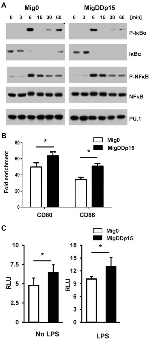 Figure 6. Increased transcriptional activity of PU.1 in cells expressing p15Ink4b. (A) Cell lysates from RAW264.7 cells expressing empty vector (Mig0) or p15Ink4b (MigDDp15) and treated with LPS (1 μg/mL) for the indicated periods were analyzed by Western blot with Abs against the indicated phosphorylated IκBα (Ser-32) or NF-κBp65 (Ser536) and the total IκBα, NFκBp65, and PU.1 (Cell Signaling Technology) proteins. The representative results shown are from the same blot that was stripped and reprobed with anti-actin. (B) Binding of PU.1 to the CD80 or CD86 promoter in RAW264.7 cells was evaluated by ChIP assay using qPCR. Results were normalized to histone H3 ChIPs and are plotted as the -fold enrichment over the normal IgGs. (C) Transcriptional activity of PU.1 was evaluated by dual luciferase reporter assay in RAW264.7 cells transfected with the PU.1-dependent luciferase reporter pPU.1-Luc construct and the Renilla luciferase pCMV-RL construct. Twenty-four hours after transfection, cells were either treated or untreated with LPS (1 μg/mL) for another 12 hours, then lysed and analyzed for luciferase activity by luminometry. Data are shown as means ± SD from 2 independent experiments. *P < .05.