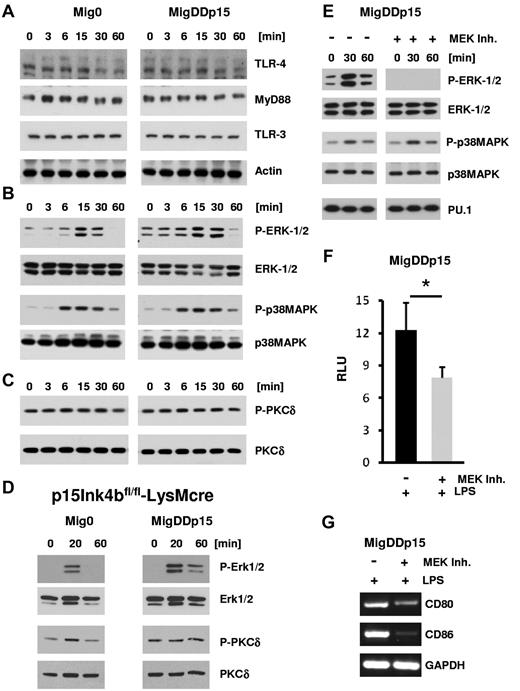 Figure 7. Elevated Erk signaling in cells expressing p15Ink4b. RAW264.7-Mig0 or RAW264.7-MigDDp15 cells were treated with LPS (1 μg/mL) for the indicated times, lysed, and analyzed by Western blot with Abs against TLR4 (Abgent Technologies); MyD88 and TLR3 (Cell Signaling Technology) and actin (Santa Cruz Biotechnology; A); phospho-Erk1/2(Thr202/Tyr204), Erk1/2, phospho-p38MAPK (Thr180/Tyr182), and p38MAPK (Cell Signaling Technology; B); and phospho-PKCδ (Thr505) and PKCδ (Cell Signaling Technology; C). (D) BM-DCs generated from p15Ink4bfl/fl-LysMcre BM progenitors infected with Mig- or MigDDp15-expressing retroviruses were treated with LPS (100 ng/mL) for the indicated times and analyzed by Western blot with the specified Abs. (E) RAW264.7-MigDDp15 cells were pretreated with MEK1/2 inhibitor UO126 (5μM) for 30 minutes before treatment with LPS (1 μg/mL) for the indicated times, lysed, and analyzed by Western blot. The representative results shown are from the same membrane that was stripped and reprobed. (F) Luciferase reporter assay for PU.1 was evaluated as described in Figure 6C. RAW264.7-MigDDp15 cells either treated or untreated with UO126 (5μM) and LPS (1 μg/mL) for 24 hours were lysed and analyzed by luminometry. (G) Expression of CD80, CD86, and GAPDH mRNAs in RAW264.7-MigDDp15 cells treated or not with UO126 and LPS as indicated for 6 hours. Data are shown as means ± SD from 2 independent experiments. *P < .05.