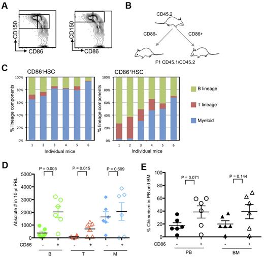 Figure 3. CD86 expression distinguishes HSCs with full differentiation potential among those with high CD150. (A) Sorting threshold of CD150+ and CD150Hi CD48− LSK cells are shown as right and left panels, respectively. CD86− and CD86+ CD150Hi HSCs were sorted from 10-month-old mice. (B) Schematic representation of transfer experiments. Two hundred CD86− and CD86+ CD150Hi HSCs (CD45.2) were transplanted separately into CD45.1/CD45.2 F1 mice along with 2 × 105 whole BM cells. (C) Five months later, peripheral blood samples were stained with anti-CD11b, Gr-1, B220, CD19, CD3e, NK1.1, CD45.1, CD45.2, and propidium iodide. Lymphoid cells predominated in recipients of CD86+ HSCs compared with CD86− HSCs (P < .001). (D) Absolute numbers of lymphocytes in peripheral blood (PBL) of recipients of CD86− HSCs (closed symbols) and CD86+ (open symbols) were indicated as green (B cells), red (T cells), and blue (myeloid cells). (E) Chimerism of donor cells in peripheral blood (PB) and BM are indicated with circles and triangles. Donor cells from CD86− and CD86+ cells are indicated as closed and open symbols, respectively.